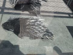 -新疆天山野生动物园