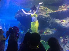 -沙沙哗啦海洋馆(华宇百花谷店)