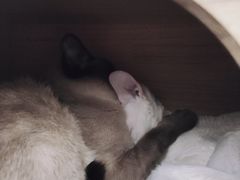 -猫小院猫主题咖啡厅(北锣店)