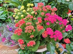 -秦美花卉(天朗·莱茵小城2期店)