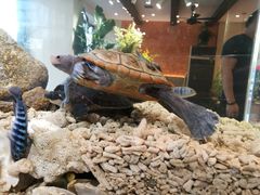 -酷以爬仙阁实体爬宠店·守宫·蜥蜴·专业繁育