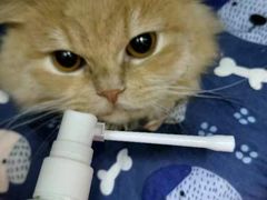 -瑞派动物医院·猫专科·至诚(江南中分院)