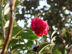 -荔枝公园(福田区)