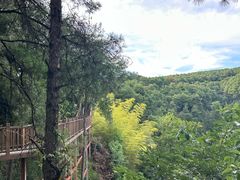 -铁山坪森林公园