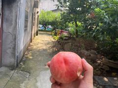 -老袁家蜜桃农场·阳山水蜜桃