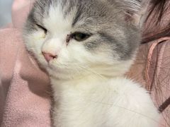 -楼上猫咖(罗湖店)