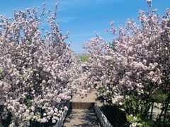 -大兴滨河森林公园