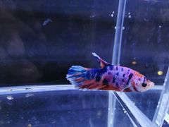 -凯德广场(学府店)