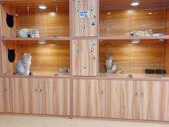 -猫十亿·布偶金渐层·曼基康矮脚猫舍(青年路店)