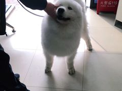 -申普宠物医院·眼科·心内科·影像科(普陀分院)