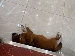 -瑞鹏宠物医院·超声·骨科·奇麟分院(蜀都万达店)