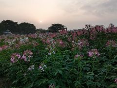 -大塘金香草谷