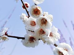 -花开海上生态园