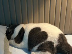 -翊宠yipet猫狗购宠庄园犬舍•猫舍