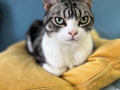 -猫大福·Fortune Cat猫舍(百子湾店)