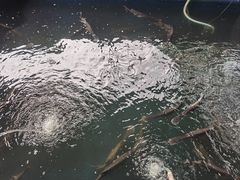 -鸿渡渔庄·特色鸭咀鱼