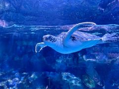 -海合安成都极地海洋公园