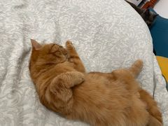 -comecome来吧宠物(奥克斯中心店)