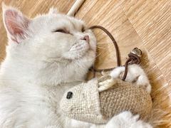 -COLOR PETS 撸猫馆·购猫·猫咖(长风大悦城店)