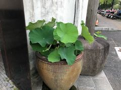-几荷·恰似故人来(秀水广场店)