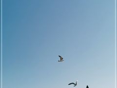-长岛万鸟岛