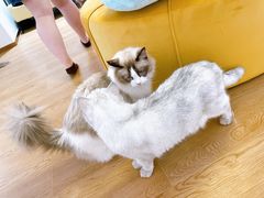 -1013 PET SHOP精品宠物商店(丁香店)