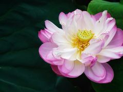 -陈家山荷花公园