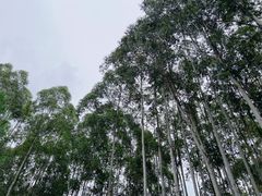-桉树林A coffee 森林餐厅(三圣乡店)