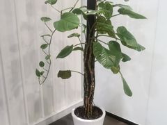 -帝豪斯健身俱乐部(市府恒隆广场店)