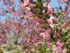 -上海共青森林公园