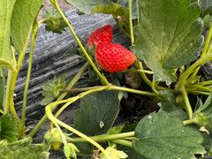 -喜杨洋草莓采摘园