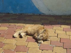 -大连森林动物园