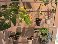 -Punchline Coffee&Roaster(同济大学店)
