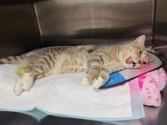 -艾贝尔宠物医院·24H转诊中心·肿瘤猫专科(江宁双龙店)