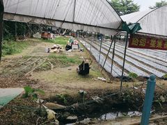 -新塘水果乐园(东洲大道店)