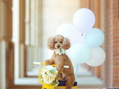 -超宠爱宠物摄影-Super pet