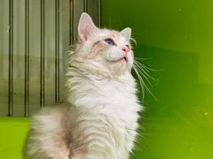 -唐小姐の私宠·宠物洗护美容·撸猫馆·购宠(周浦万达旗舰店)