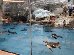 -帝企鹅自助餐厅•儿童岛•真企鹅(长隆企鹅酒店)