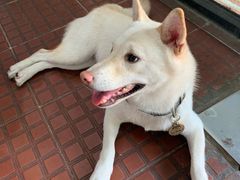 -柴犬高等学院·狗咖·柴犬售卖·宠物训练