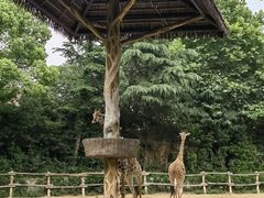 -上海野生动物园