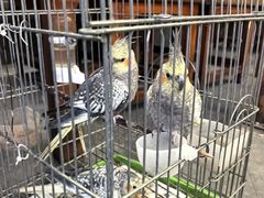 -伊隆斋(什刹海店)