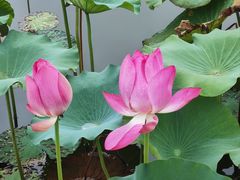 -上海市保健医疗中心