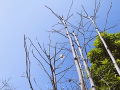 -广州市流溪河国家森林公园