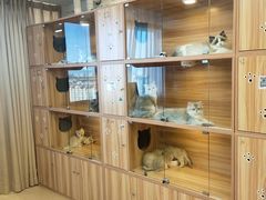 -猫十亿·布偶金渐层·曼基康矮脚猫舍(青年路店)