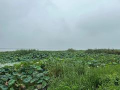 -七的湖·晚芳亭·阳澄湖农家菜·大闸蟹(莲花岛店)