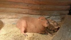 -Zoolung Zoolung动物主题公园(海信广场店)