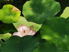 -陈家山荷花公园