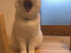-守英猪脏粉(仓桥街店)