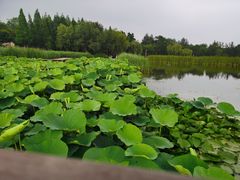 -前关湿地公园