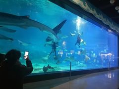 -烟台海昌鲸鲨海洋公园